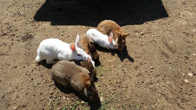 Lapins