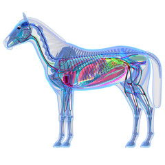 Horse Anatomy - Internal Anatomy of a Horse © decade3d