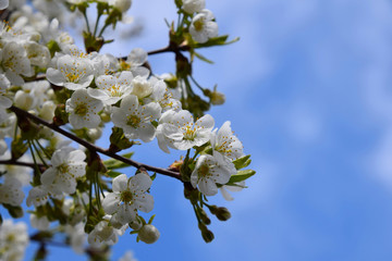 Spring cherry blossom - cherry tree with flowers and leaves on b