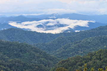 sea of fog with forests as foreground
