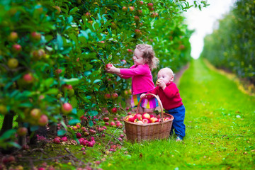 Kids picking fresh apple on a farm
