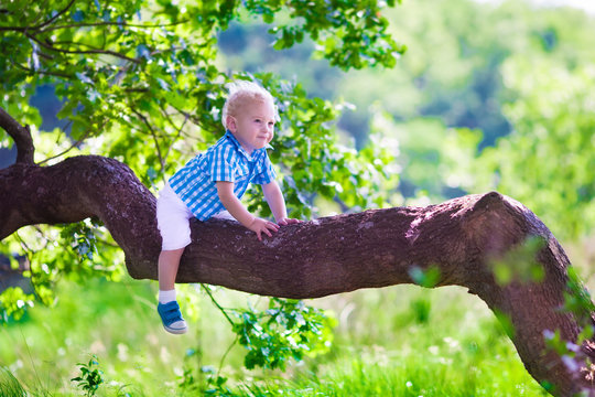 Little Boy Climbing A Tree