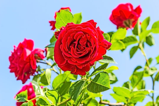 Red roses on a background of blue sky