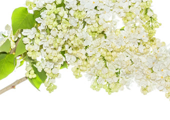 Fototapeta premium Flowering branch of lilac on a white background
