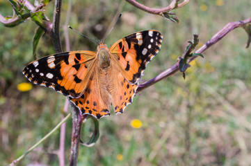 Butterflyi