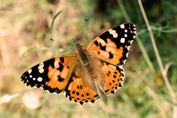 Obraz premium Butterfly