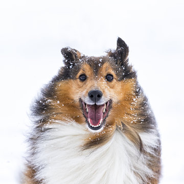 Germany, Shetland Sheepdog, portrait in winter