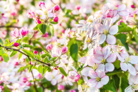 Blooming apple tree branch in the orchard, backlit