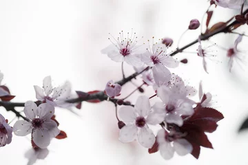 Foto op Plexiglas Kersenbloesem close-up op kersenbloesembloemen voor zen en inspiratie uit de natuur