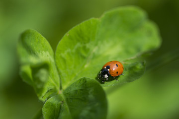 A beautiful ladybug in green grass