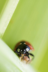 A beautiful ladybug in green grass