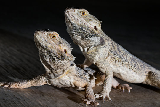 Agama lizards on the black background