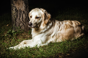 Ausgesetzter Hund - abandoned dog