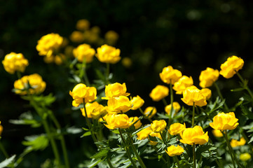 Fototapeta premium yellow flowers italmas