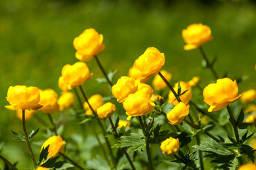 yellow flowers italmas