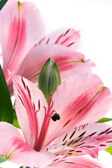 Macro shot of a pink flowers, isolated on white