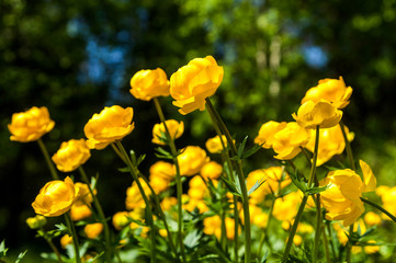 yellow flowers italmas