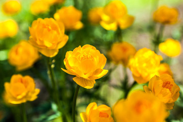 yellow flowers italmas