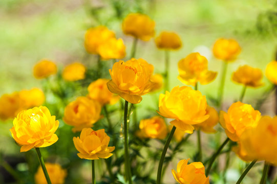 Fototapeta yellow flowers italmas