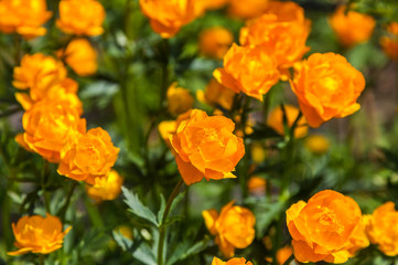 yellow flowers italmas