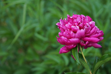 Obraz premium beautiful flower in the garden