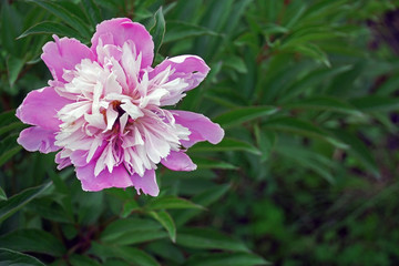 beautiful flower in the garden