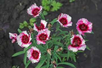 beautiful flower in the garden