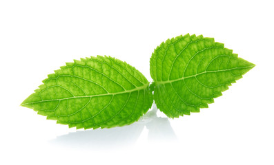Naklejka na ściany i meble green leaves on a white background