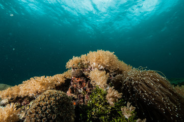 Fototapeta na wymiar scuba diving lembeh strait indonesia