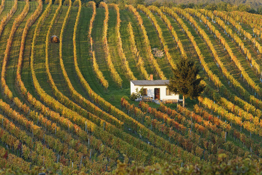 Austria, Burgenland, Oberpullendorf District, Neckenmarkt, vineyard in autumn
