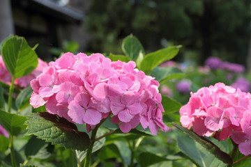 ピンクのかわいいアジサイ