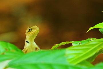 Chameleon, (UK: Lizard, Iguana, Gecko, Skink) reptiles.