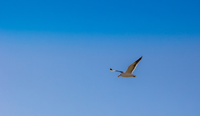 Gaivota em voo.