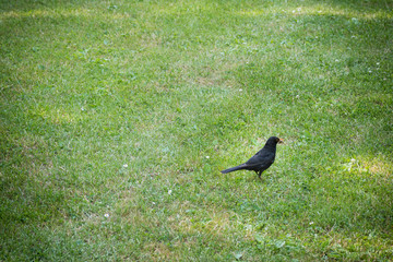 Blackbird hunting for worms