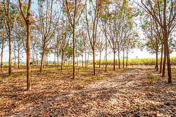 Idyllic scenery of rubber plantations, Northeast of Thailand
