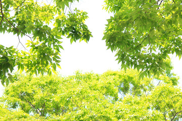 新緑の葉っぱ