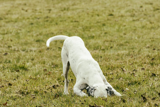 Dog on meadow sniffing