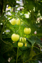 Homegrown unripe sweet tomatoes in a glasshouse