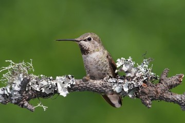 Fototapeta premium Annas Hummingbird (Calypte anna)