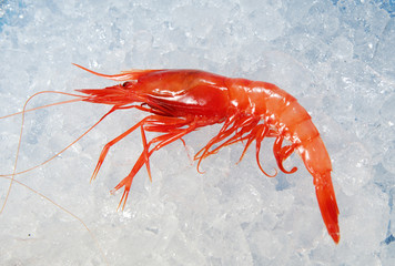 Gamba roja