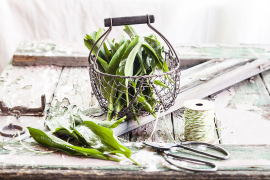 Wild garlic, Allium ursinum, in wire basket