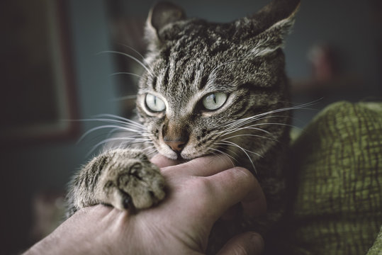Portrait of tabby cat biting and scratching owner's hand