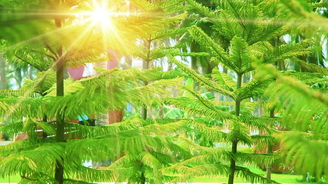 conifer trees and sunrays in park
