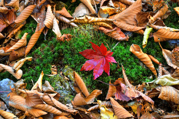 埼玉県奥秩父　入川渓谷の紅葉
