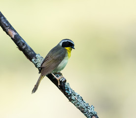 Common Yellowthroat 