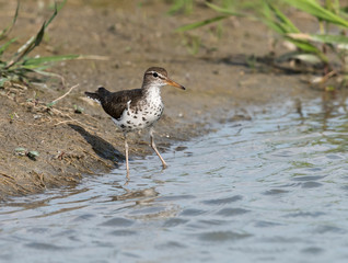 Spotted Sandpiper
