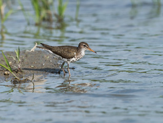 Spotted Sandpiper