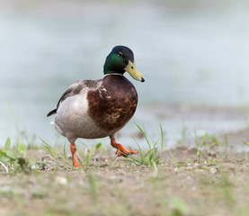 Mallard Walking