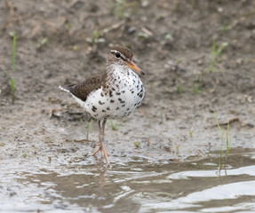 Spotted Sandpiper