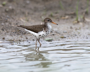 Spotted Sandpiper